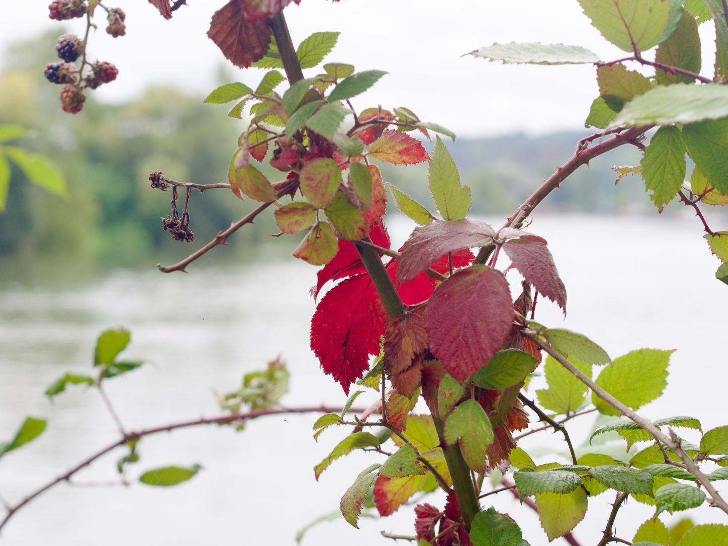 A photo of a thick branch of blackberry (or dewberry) bush/tree, with some green, and some very vivid red leaves. Some thorns are visible, as well as some black and red berries and dried up flowers. In the out of focus background a river is visible, with some trees on the other side of it.