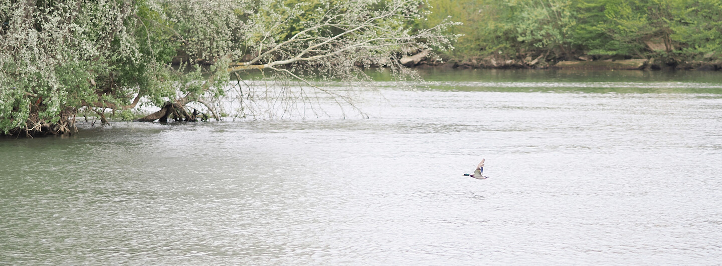 A photo of a wild duck flying over water. There are ripples on the water from the wind, and a reflection of a bright sky. In the background, there is a half-submerged tree on an island, and a bit of riverbank visible further.