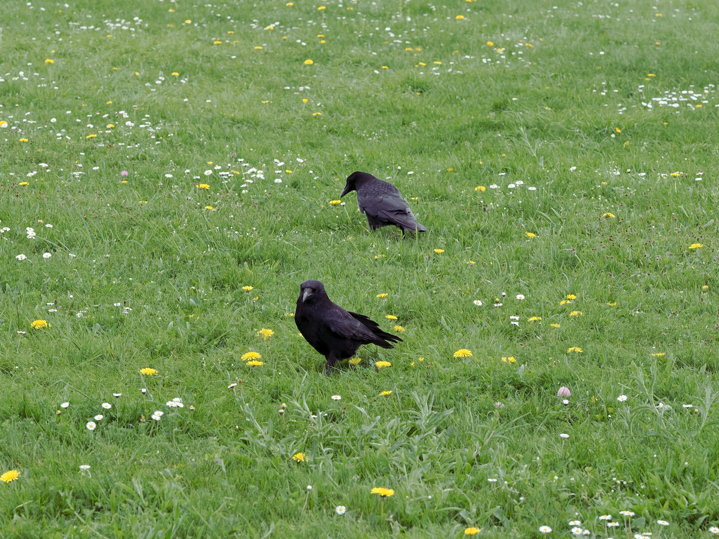 A photo of two crows walking on a green grass with many small yellow and white flowers there. One crow is looking into the camera, another is looking somewhere aside.
