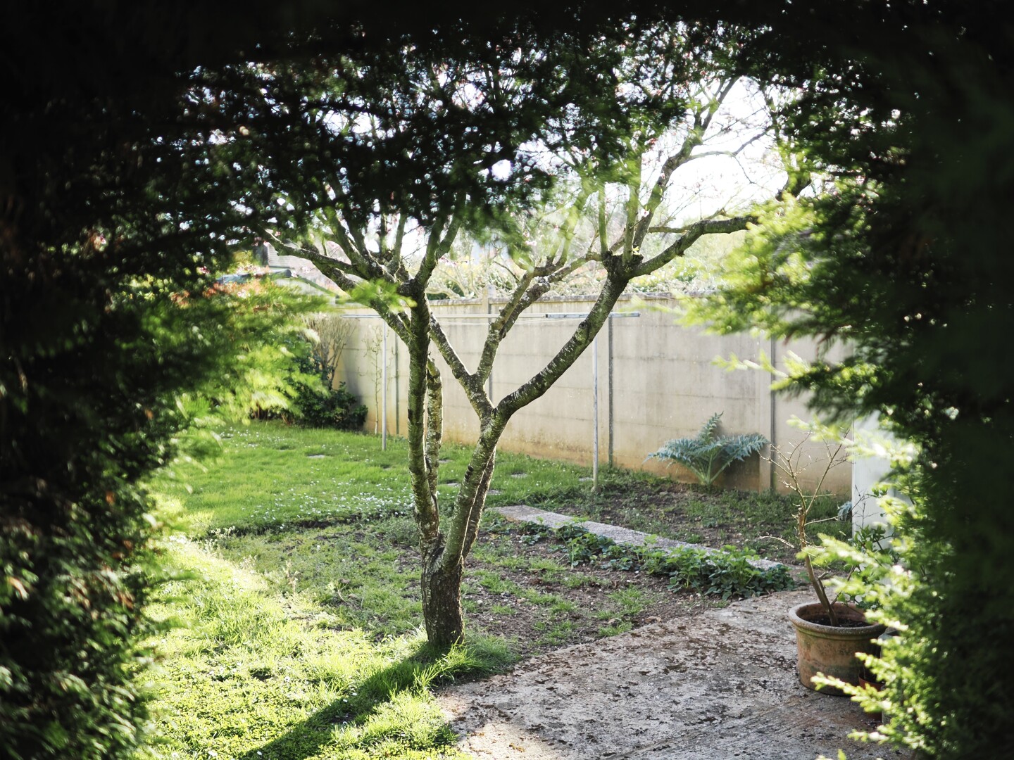 A photo of a courtyard as seen from over a top of a door in a hedge. There is a single tree in the middle, with some plants here and there, potted and not. The sun is shining brightly, the tree in the middle leaves a shadow, the leaves of the hedge are forming a frame around the photo with out-of-focus leaves.