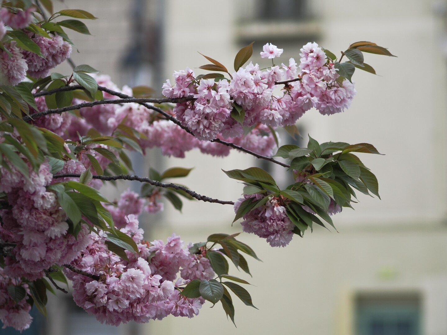 A photo of a few branches of a blossoming tree. It has dark green leaves, and many bundled pink flowers, looking like a cherry blossom. Many flowers are in focus, but many are not, with a blurry building visible in the background.