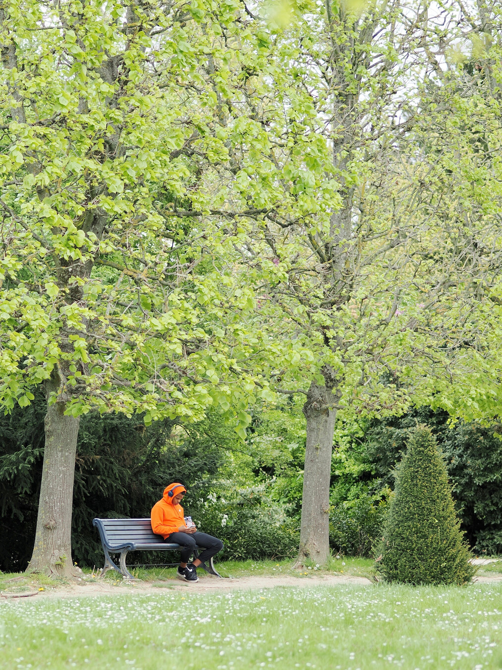A photo of a person sitting on a bench in a park from afar. The person is wearing a bright orange hoodie with the hood on, and is looking at something on their phone. The photo is vertical, and high poplar trees can be visible on both sides of the bench, going high beyond the photo's frame. An out-of-focus grass with small white flowers is in the foreground, and some other trees and bushes are in the background.