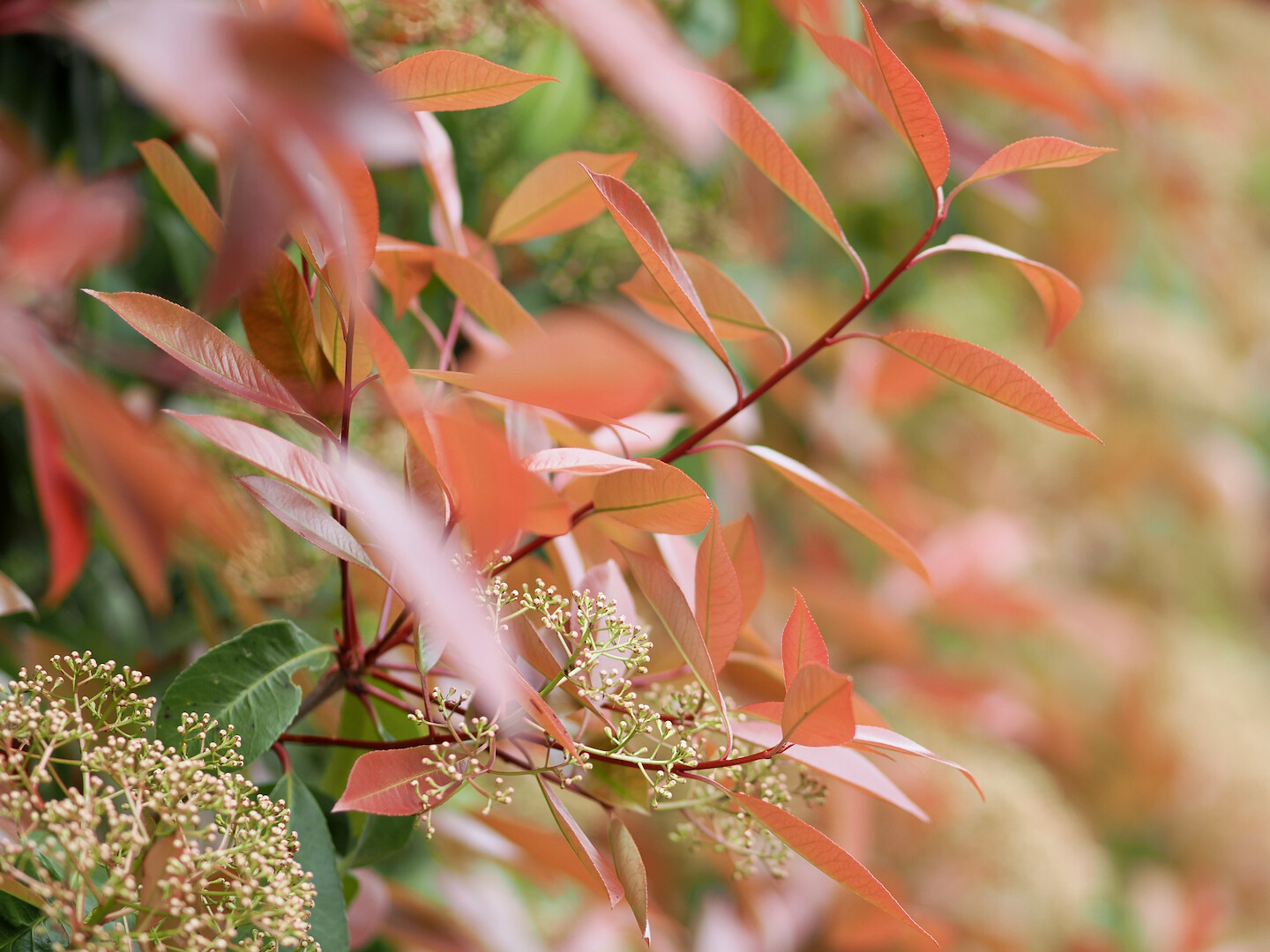 A photo of a tree branch with bright reddish leaves and bunches of not yet blossoming flowers. Maybe a Taiwanese Photinia or something similar. A few of its leaves and soon-to-be-flowers are in focus, but most of it is blurry.