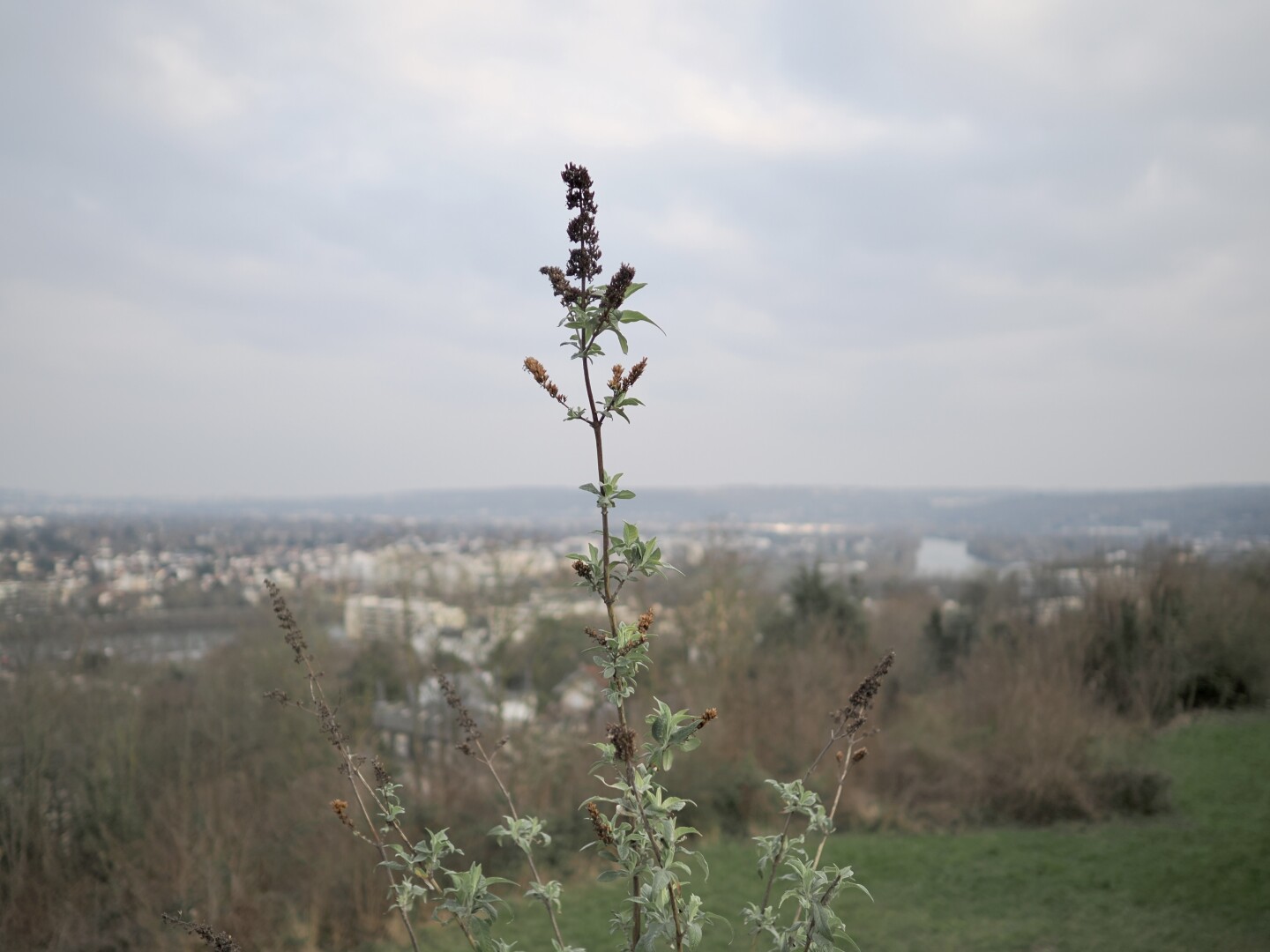 A photo of some herb with small dried flowers but green leafs on the foreground, in focus, with the blurred background of the view downwards from a terrace. The color is blue-grey, no sunshine, muted colors. In the blur of the background you could spot some buildings, trees, and a turn of a river.