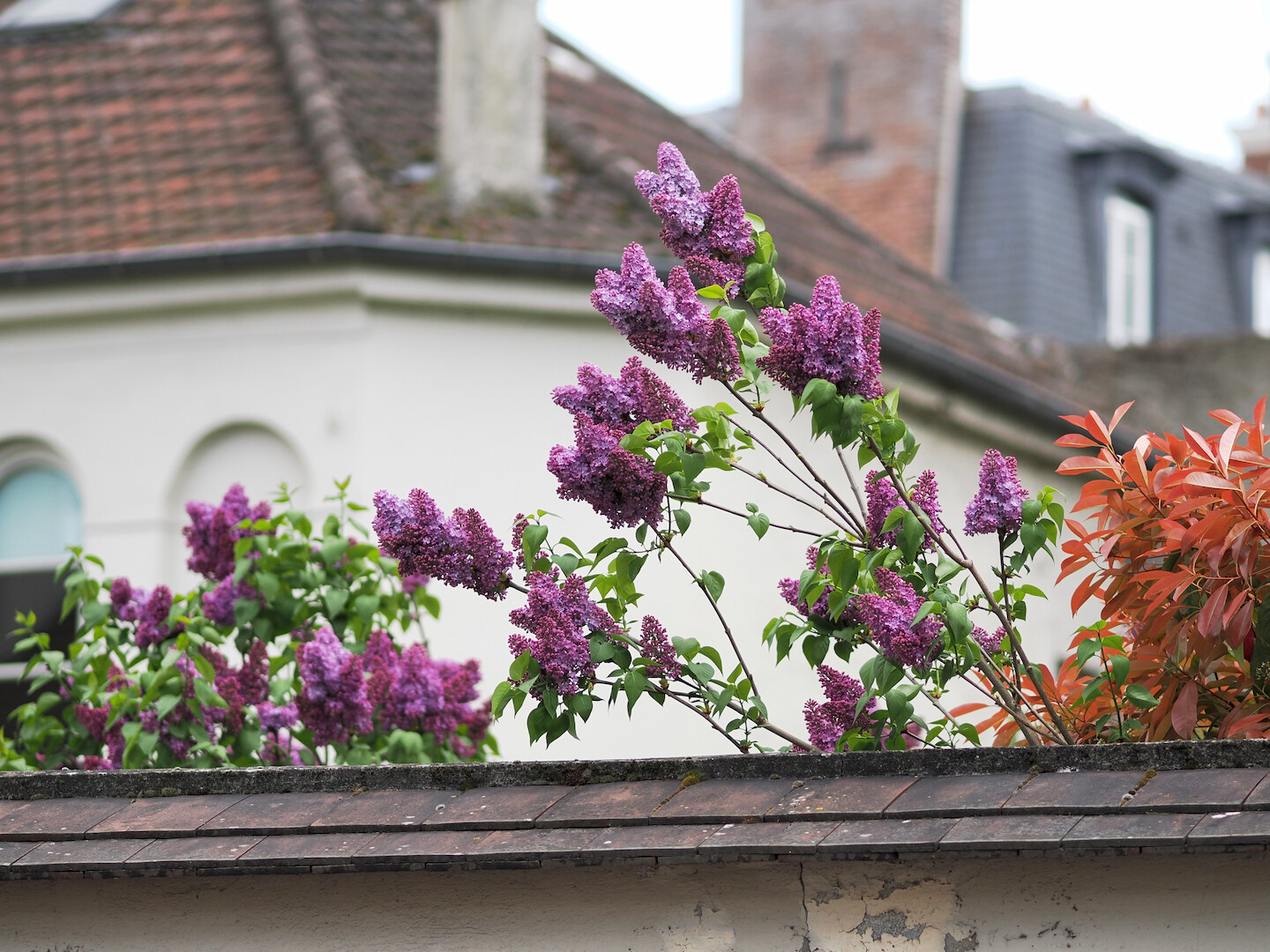 A photo of a few branches of lilac with bright purple flowers peeking from behind a fence. There are also bright-green leaves on the branches, and on the right there are some reddish leaves from a different tree visible. Behind the fence and the trees there is an out of focus old-looking building with shingles and chimneys. The top of the fence in front is also covered with large shingles, and the white paint on its wall is a bit dilapidated.
