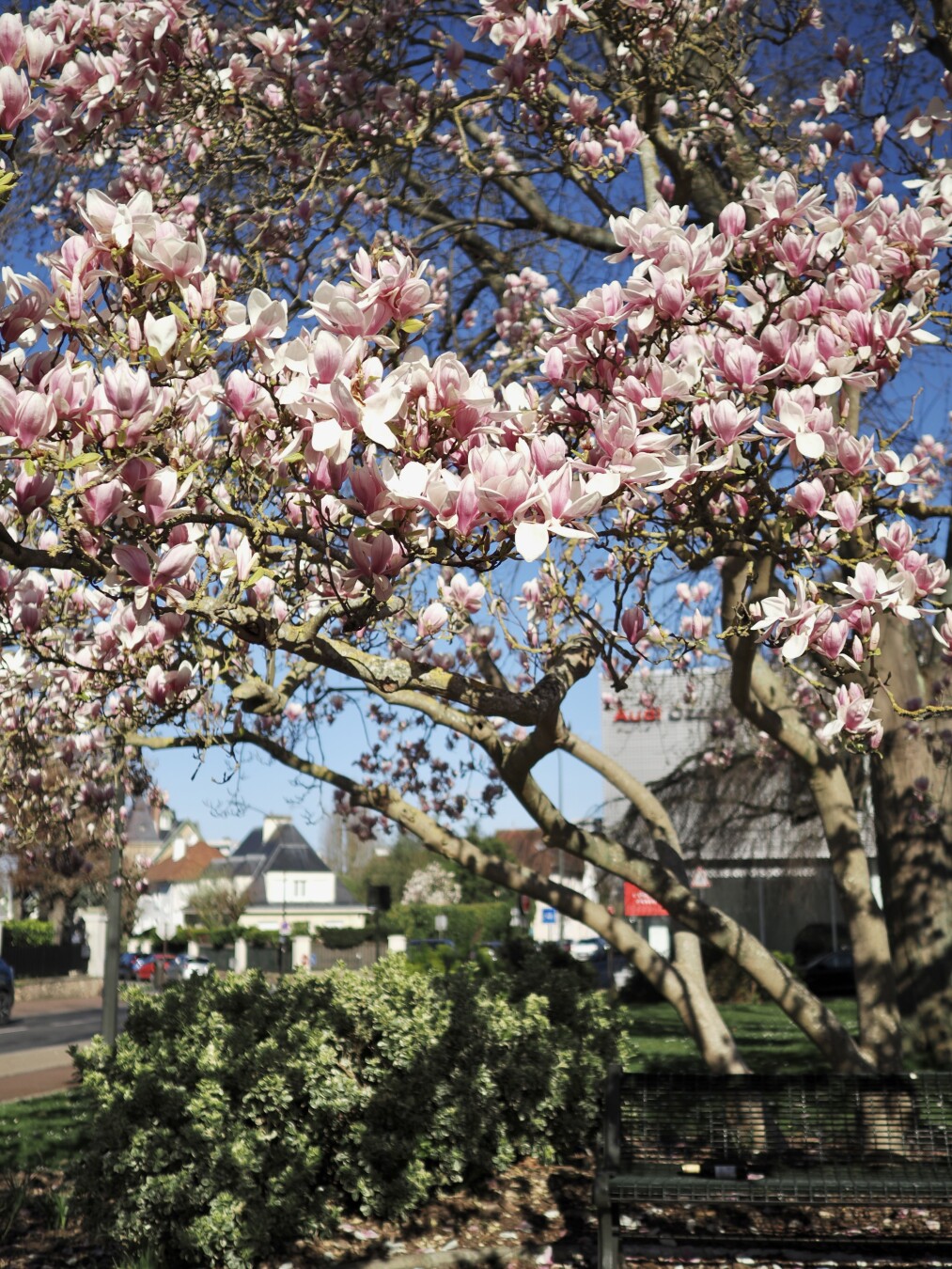 A photo of a magnolia tree with pink flowers blooming. Many of the flowers are in focus, below the tree there is a green bench, some bushes, and a few petals on the asphalt and ground. The sky is bright blue, a gradient from darker color on top, to a lighter one on the bottom. Behind the tree there are some out of focus buildings, signs, and cars.
