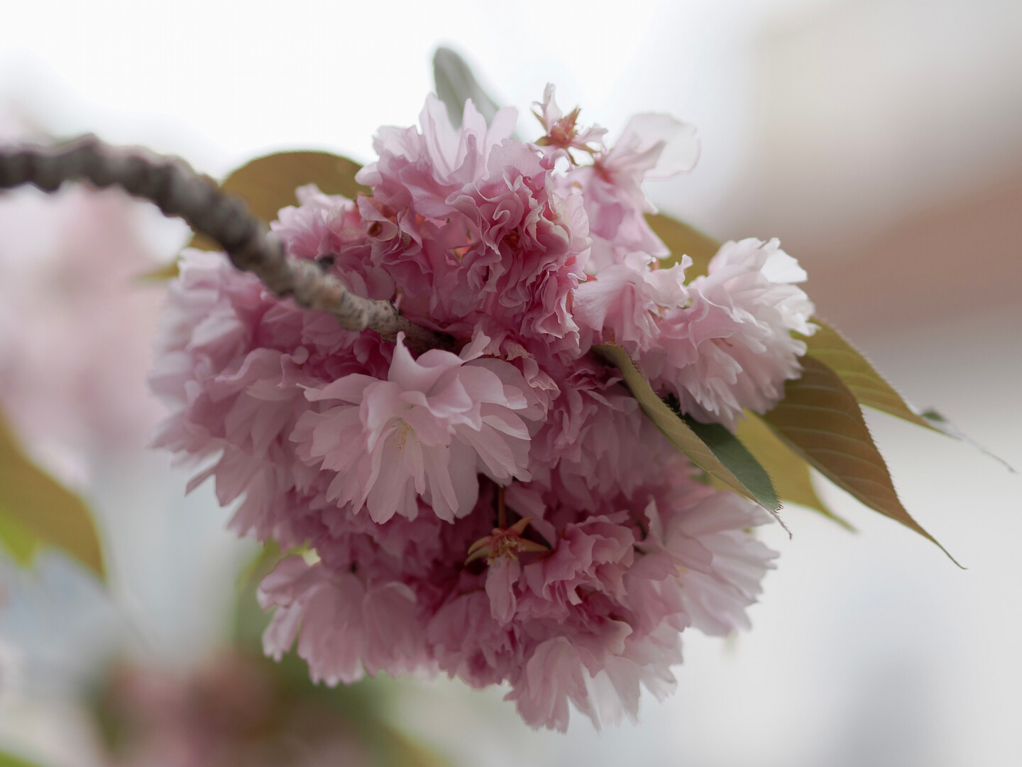 A close-up photo of a bundle of pink flowers on a branch (likely, cherry blossom). Some of their features and curves are in focus, but the background is highly blurred.