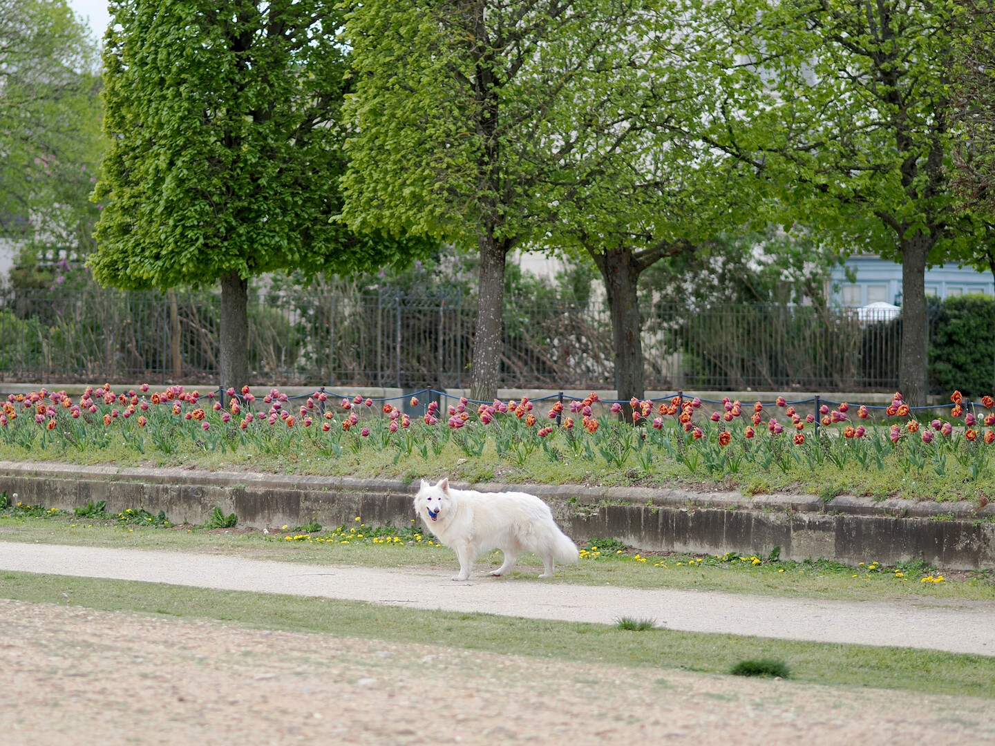 A photo of a white dog standing in a park with a blue ball in their mouth, looking to the right. The dog stands on a path with some yellow flowers on the grass, and higher up with many red flowers, a few trees with green leaves behind, and a fence further and out of focus.