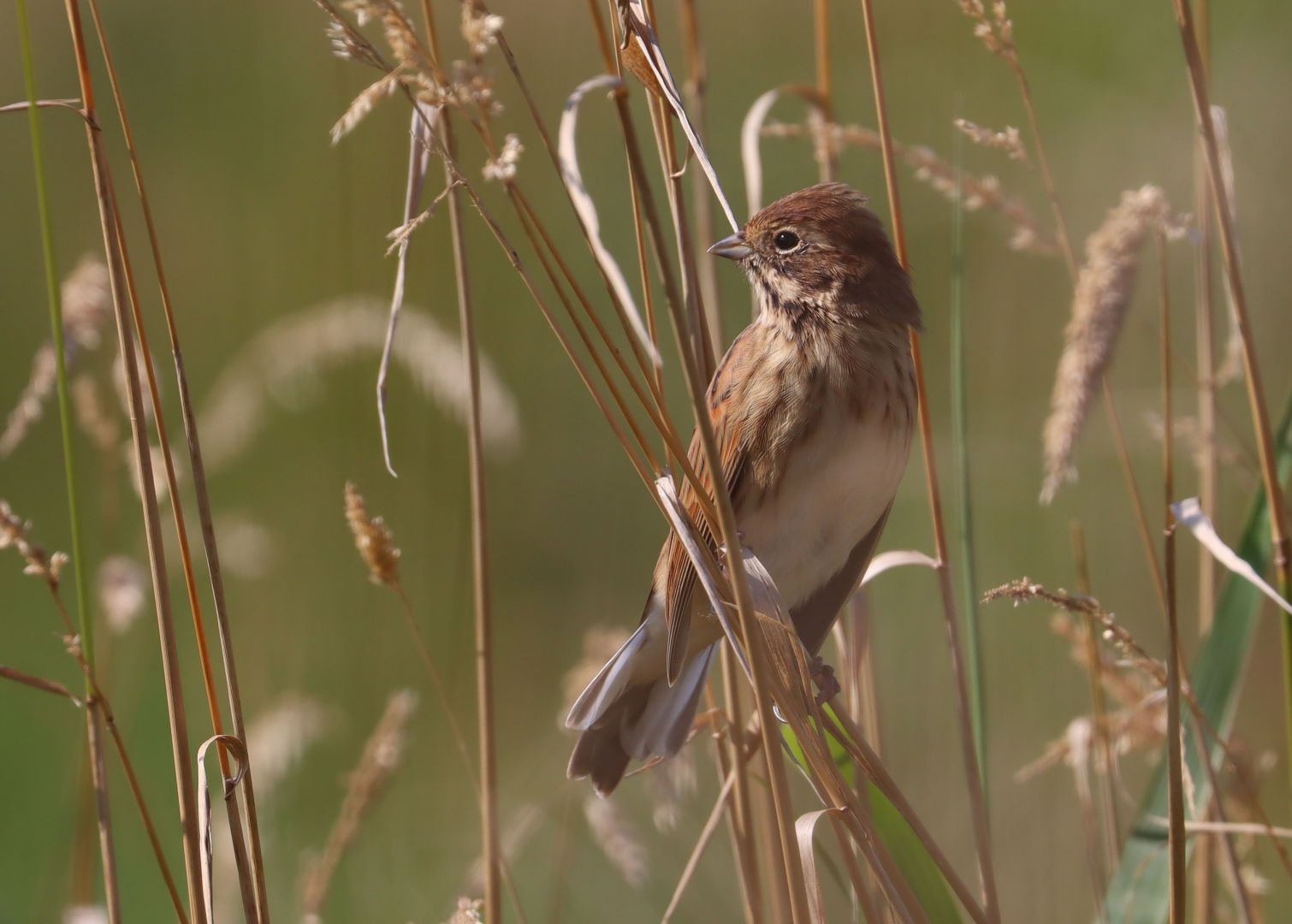 A reed bunting perched on some large grasses, body leaning to the left, head turned right. It has a brown head, a white throat with a darker brown stripe in it.  More grasses are pointing up in the foreground against a blurred greenish background.