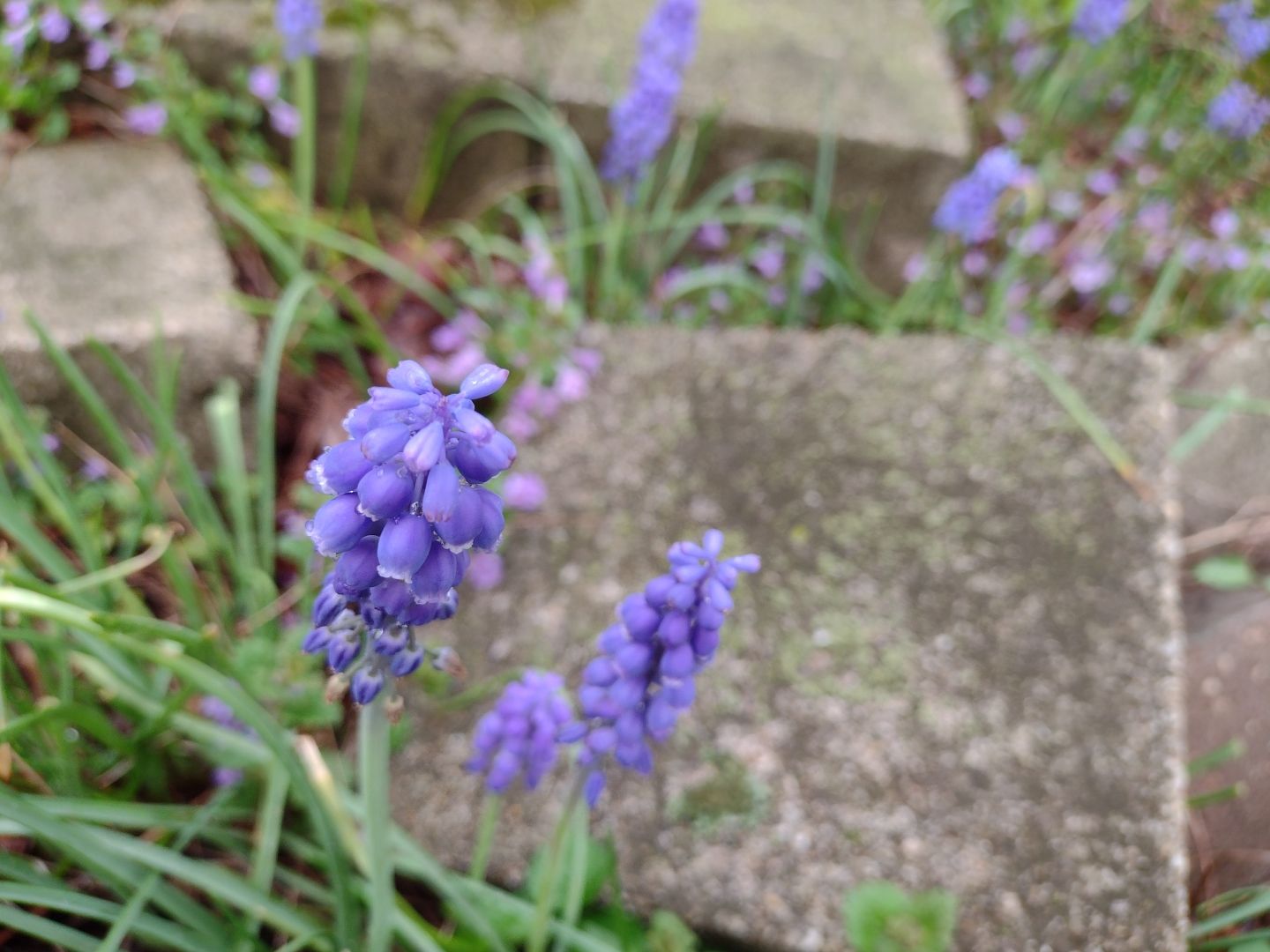 Some colorful purple flowers in a flowerbed in need of repair.