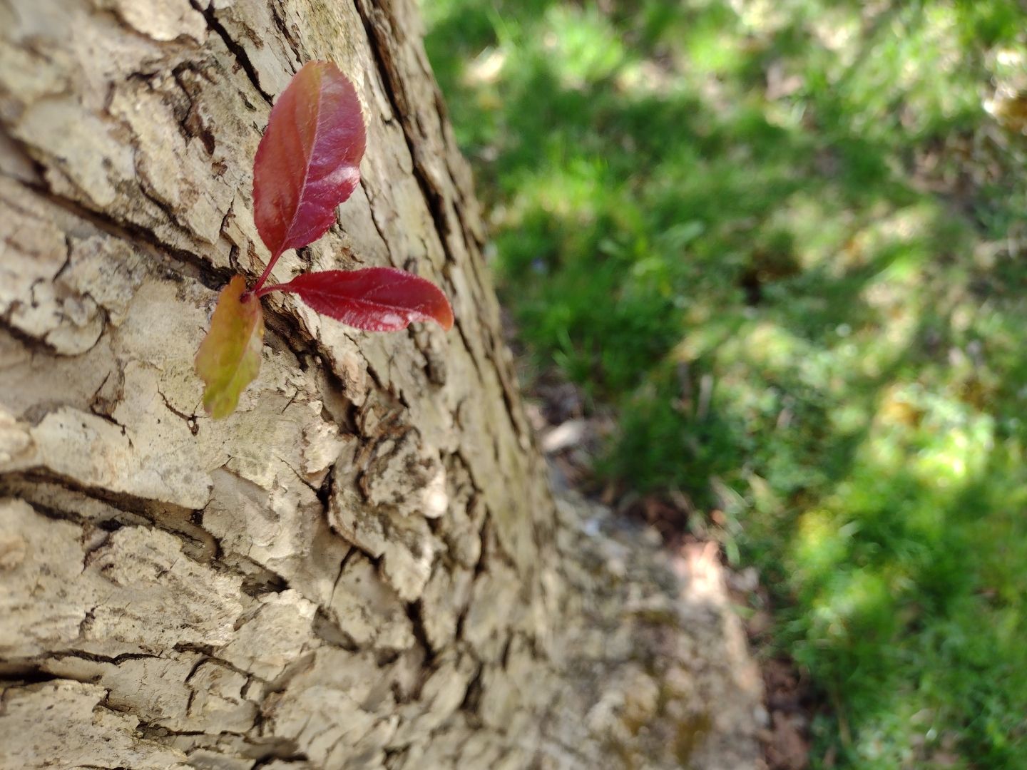 Nice red leaves growing out of a tree trunk on a background of grass.