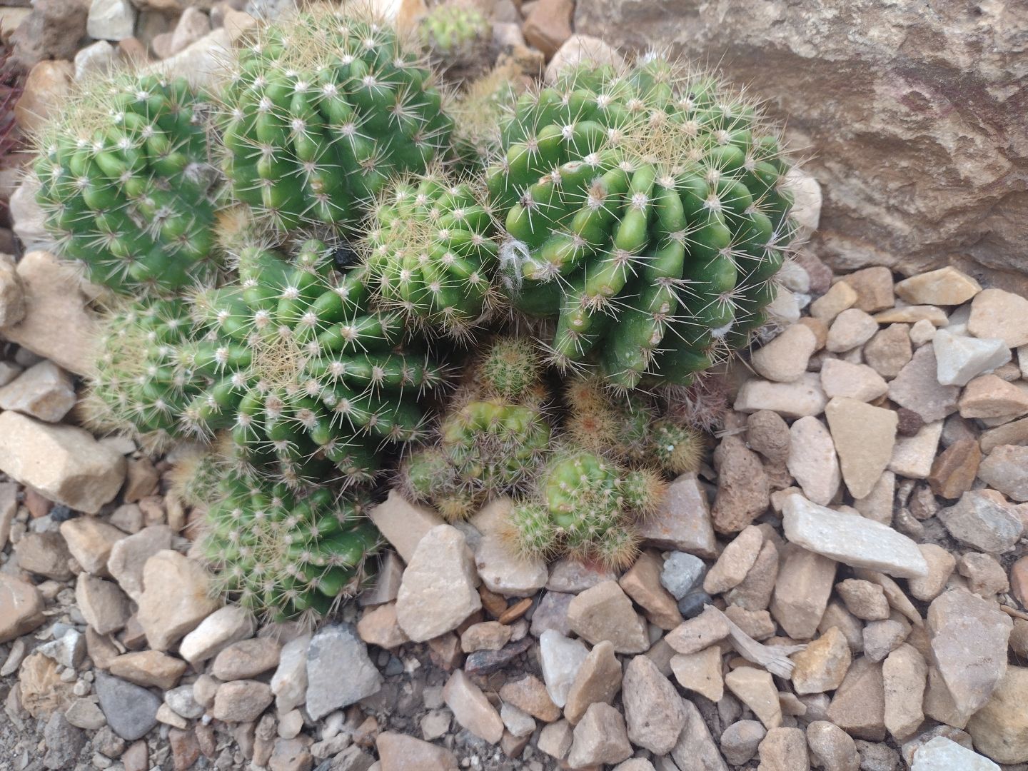 A small cactus made up of multiple spheres. Taken at the Mitchell Park Domes.