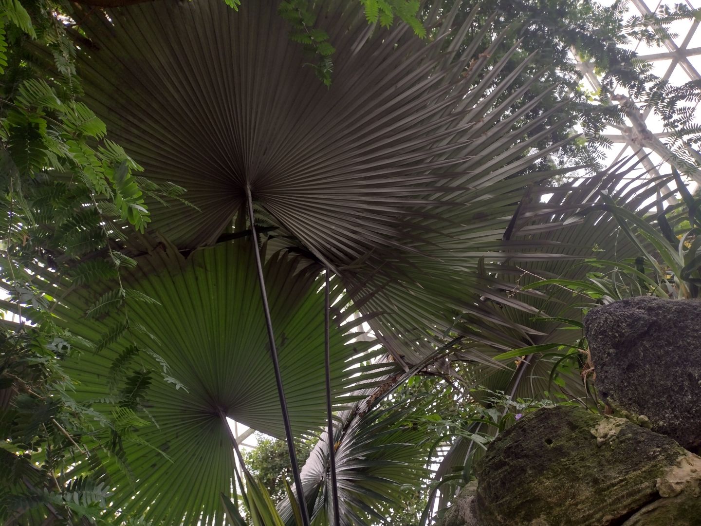 A zebra tree (massive fan-like leaves) taken from below at the Mitchell Park Domes.