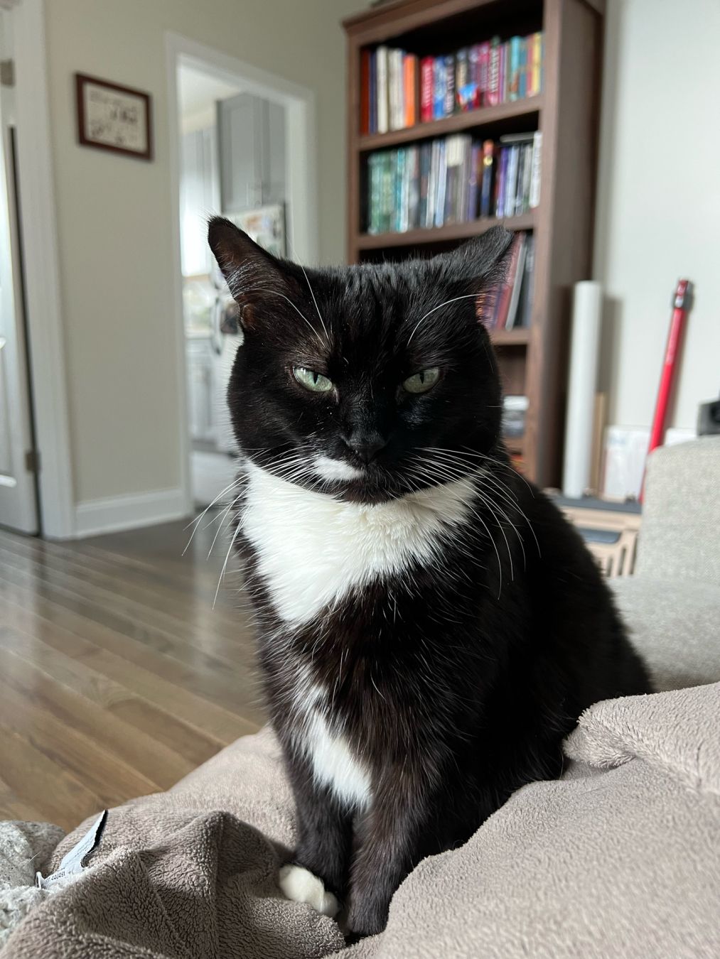 Portrait style picture of a black and white tuxedo cat sitting down and looking directly into the camera.