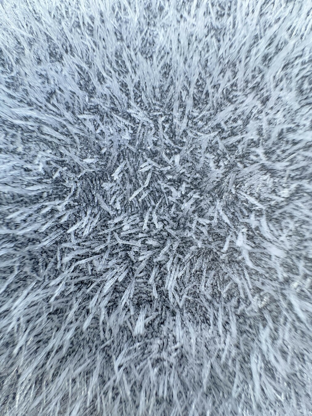 Spikes caused by an overnight frost