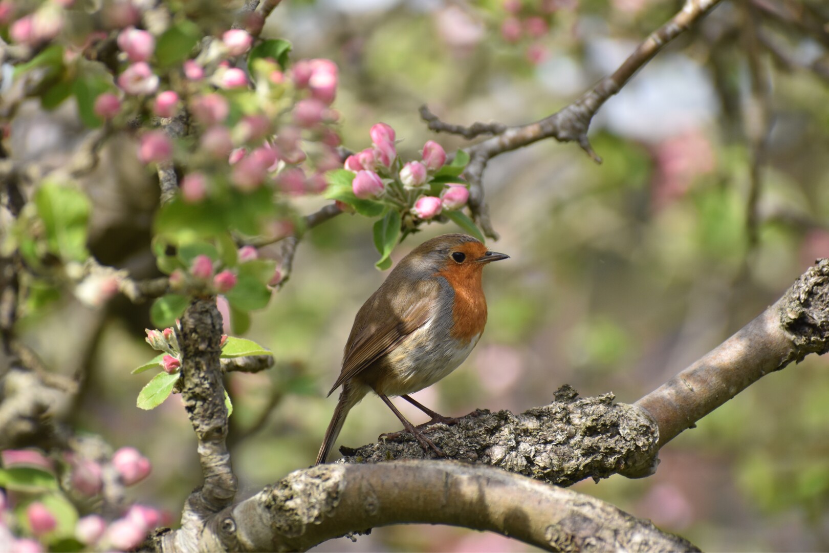 A eurasian Robin standing on a small branch amidst a mass of light pink apple blossoms
