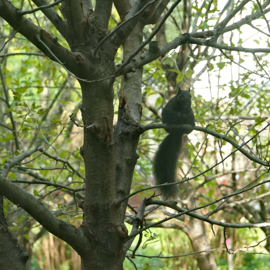 A round black North American Grey squirrel sits on a branch of a tree.