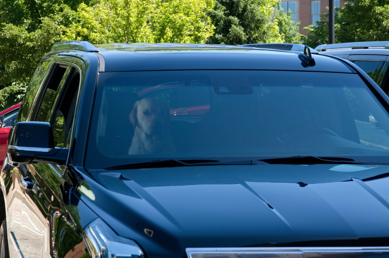 A dog is sitting inside a car on the passenger seat looking tired.