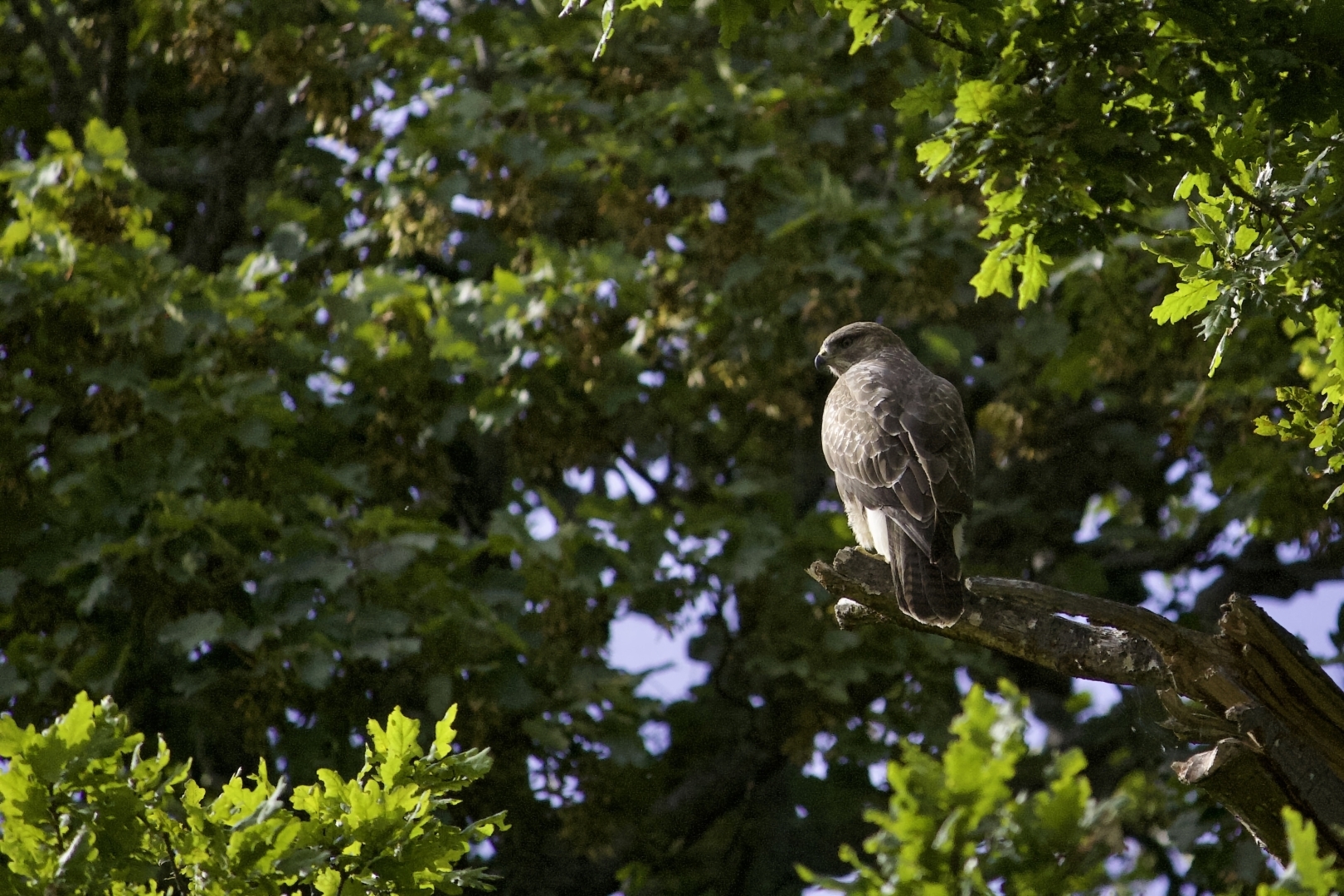 @MartinTaudio A brown hawk with sunlight shining on its feathers is perched on a tree branch. The hawk is facing to the left of the frame.
The tree is full of lush green leaves.