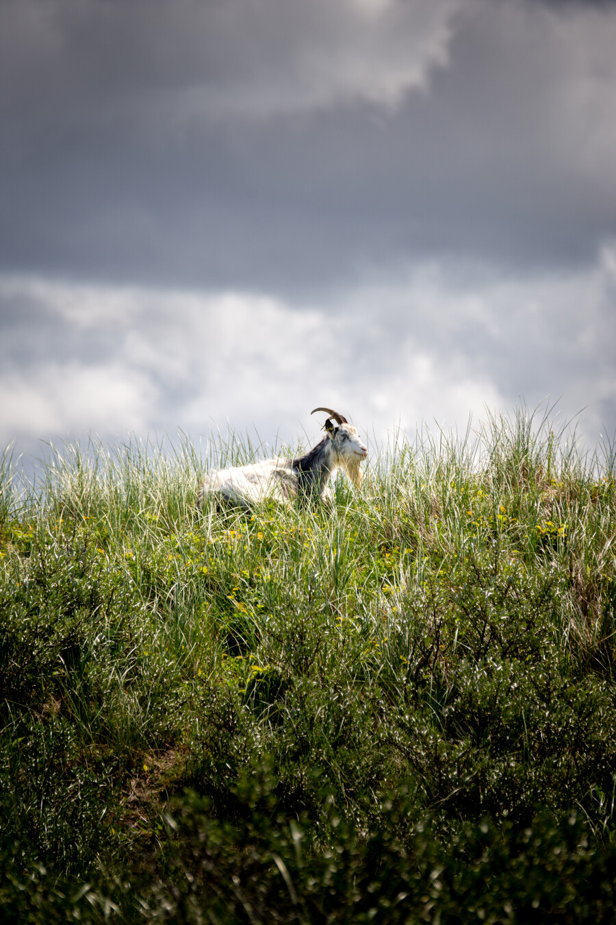 Goat on a hill of grass. He lies down in the sun. Grey clouds above.