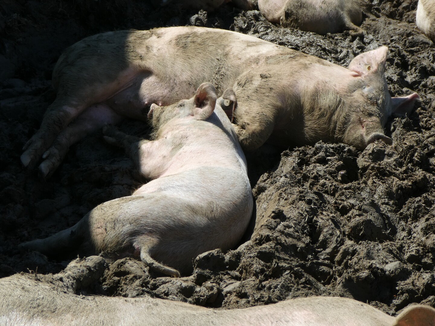 Zwei Schweine, das eine vielleicht die Muttersau, das andere vielleicht ihr Ferkel, schlafen genüsslich auf der schlammigen Erde im Schatten einer Schutzhütte im Freien.