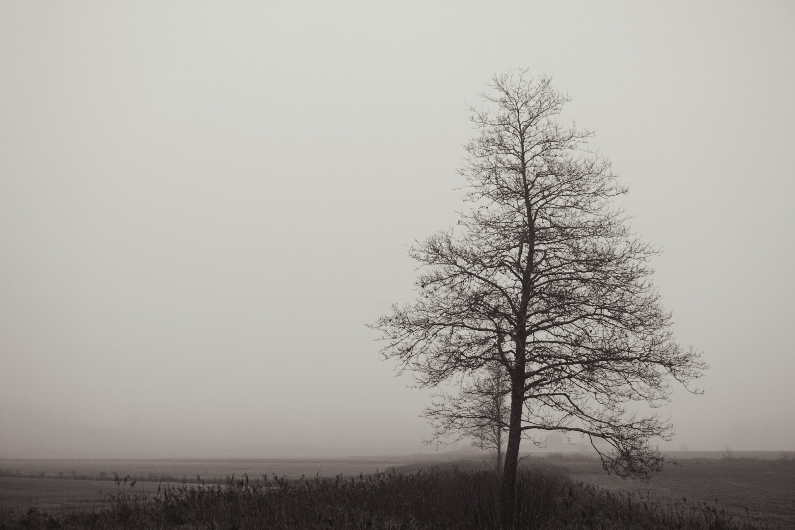 Tree, field, fog, winter