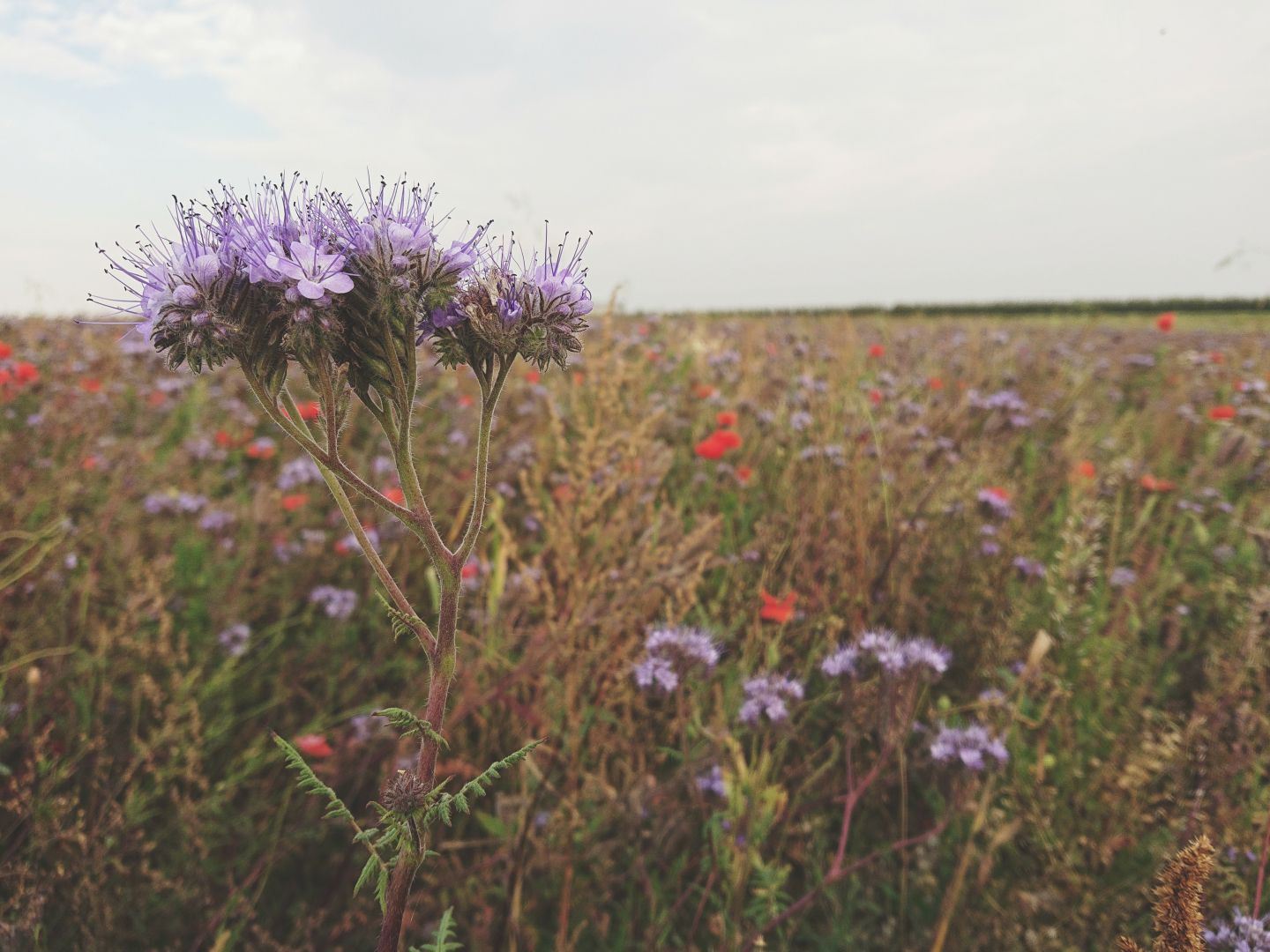 a close up of a thistle plant dominates the frame on the left side. the background consists of a field full of poppies and thistles growing between the grain plants. the colours of the picture are faded, mimicking a photo taken with an old film camera.