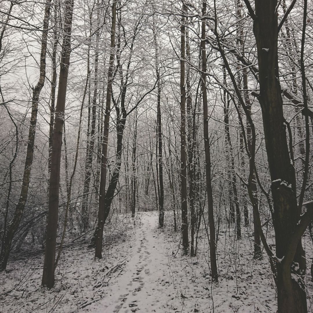 a path through a snowy park. there are some footprints on the path. the tree trunks are thin and. bare. there's a low contrast filter applied, so the few colours in the seemingly black and white photo are washed out.