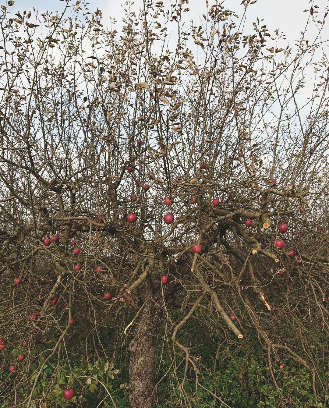 a small apple tree with its leaves mostly gone. there are still plenty of small, dark red apples on the branches, however.