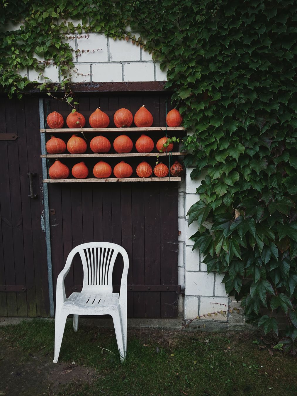 a white brick wall almost completely overgrown with dark green vines. a deep brown wooden garage door, with three simple plank shelves affixed to it. on each shelf there are six or seven small pumpkins sitting in an orderly fashion. in front of the door and below the shelves stands an empty, di,rty white plastic garden chair. the colours of the photo are darkened, making the atmosphere of the weird composition quite eerie.