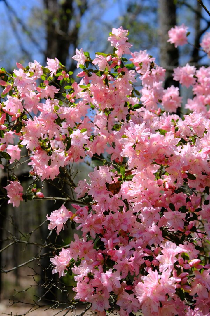 Pink azalea blossoms full on a bush