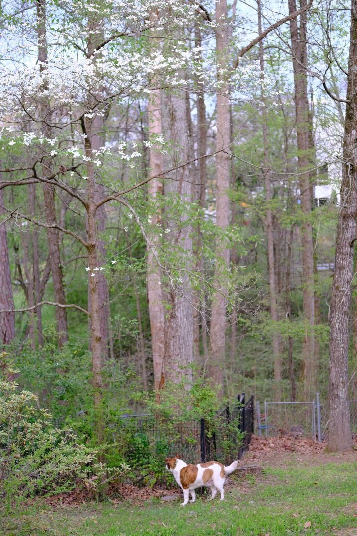 Dogwood blossoms and a white and brown dog at the bottom