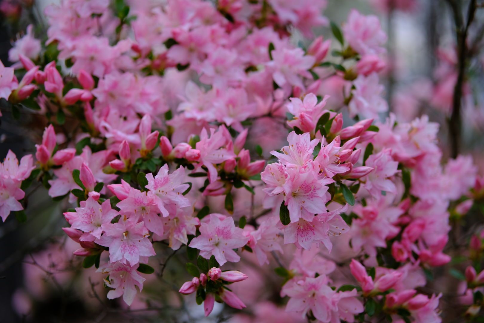 Pink azalea blossoms full on a bush