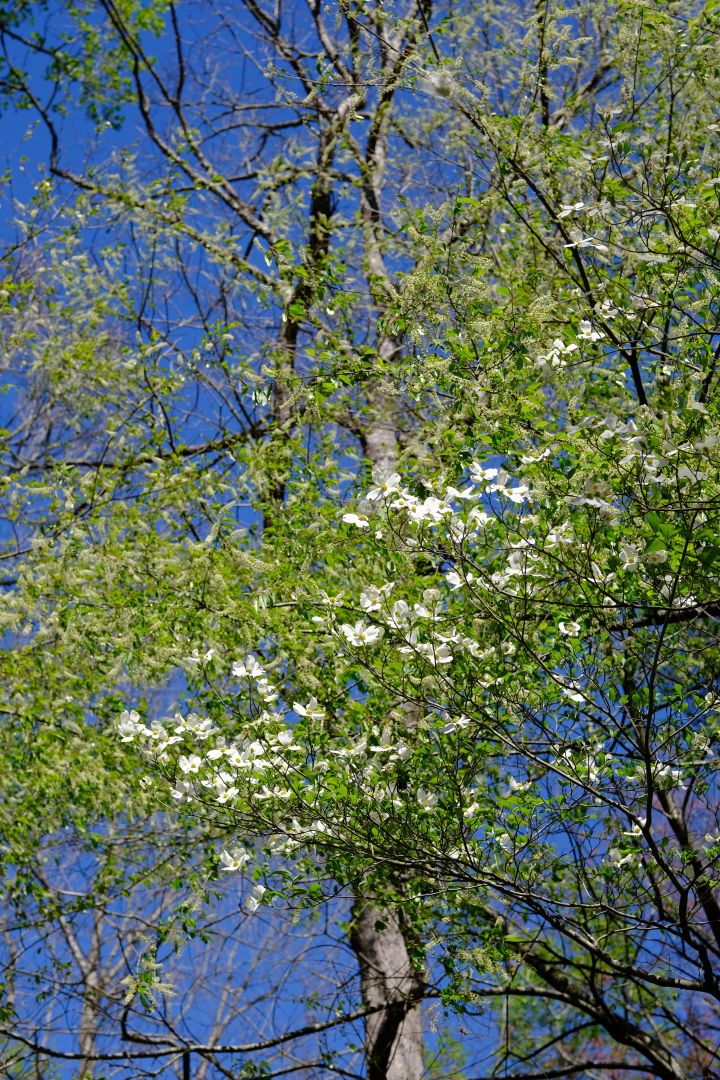 Dogwood blossoms