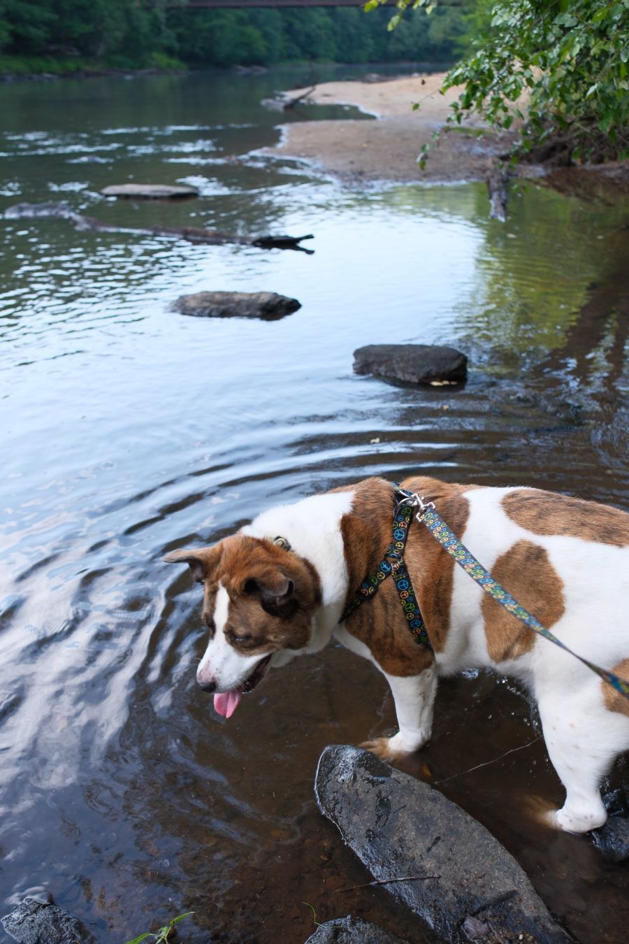 A white and brown dog standing by a creek