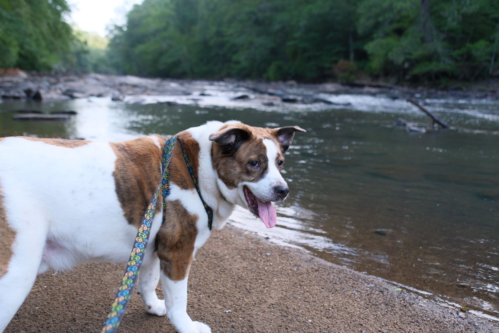 A white and brown dog standing on the shore of a creek