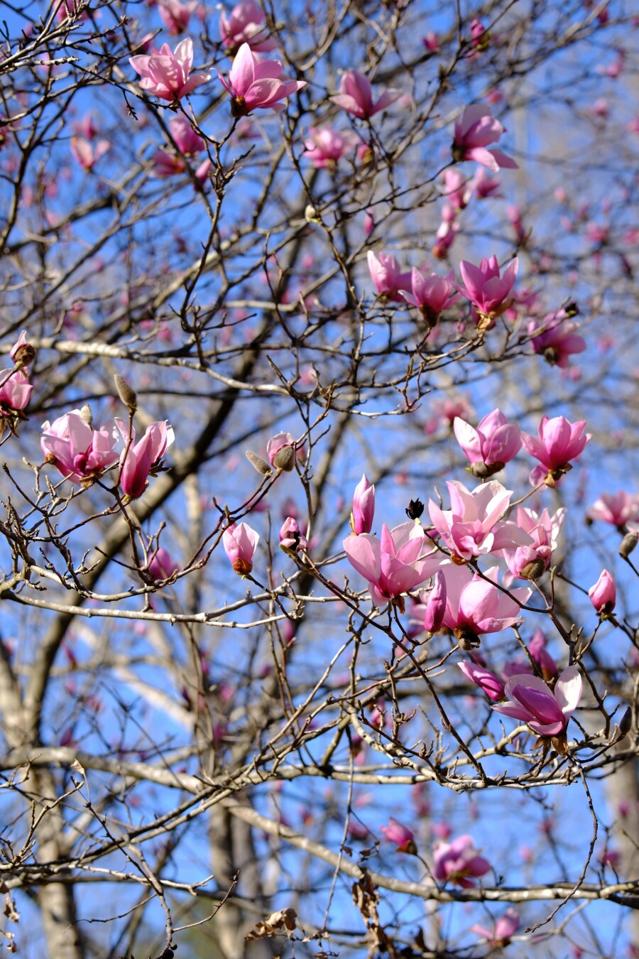 Bright pink Japanese magnolia blossoms against blue sky