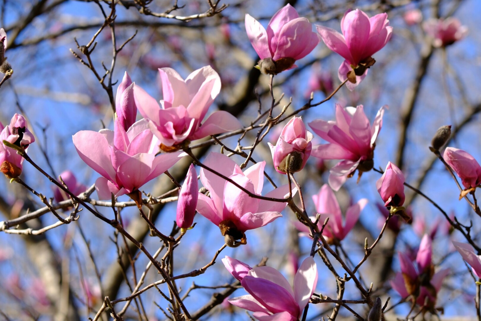 Bright pink Japanese magnolia blossoms closeup against blue sky