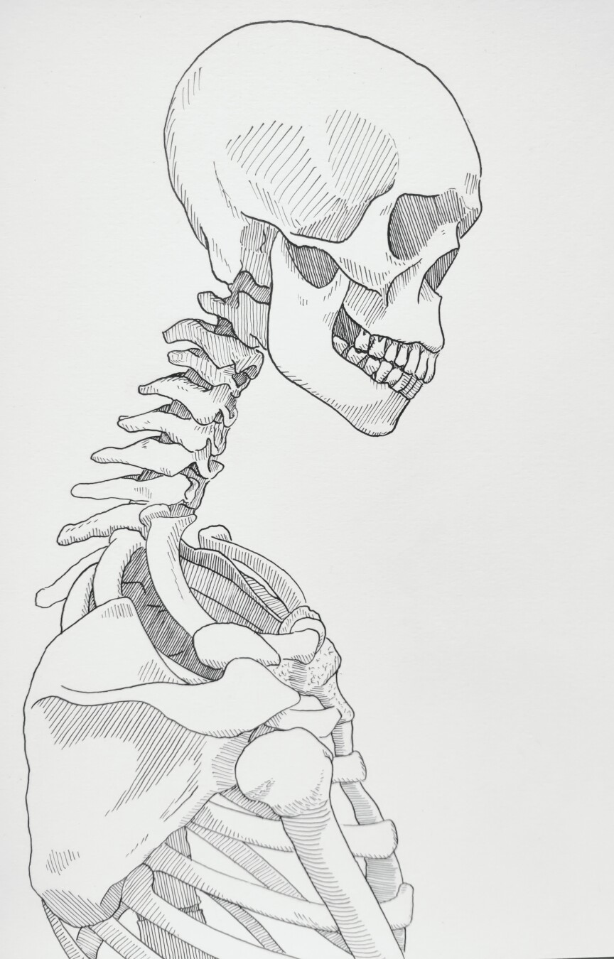 An ink drawing of a skeleton.