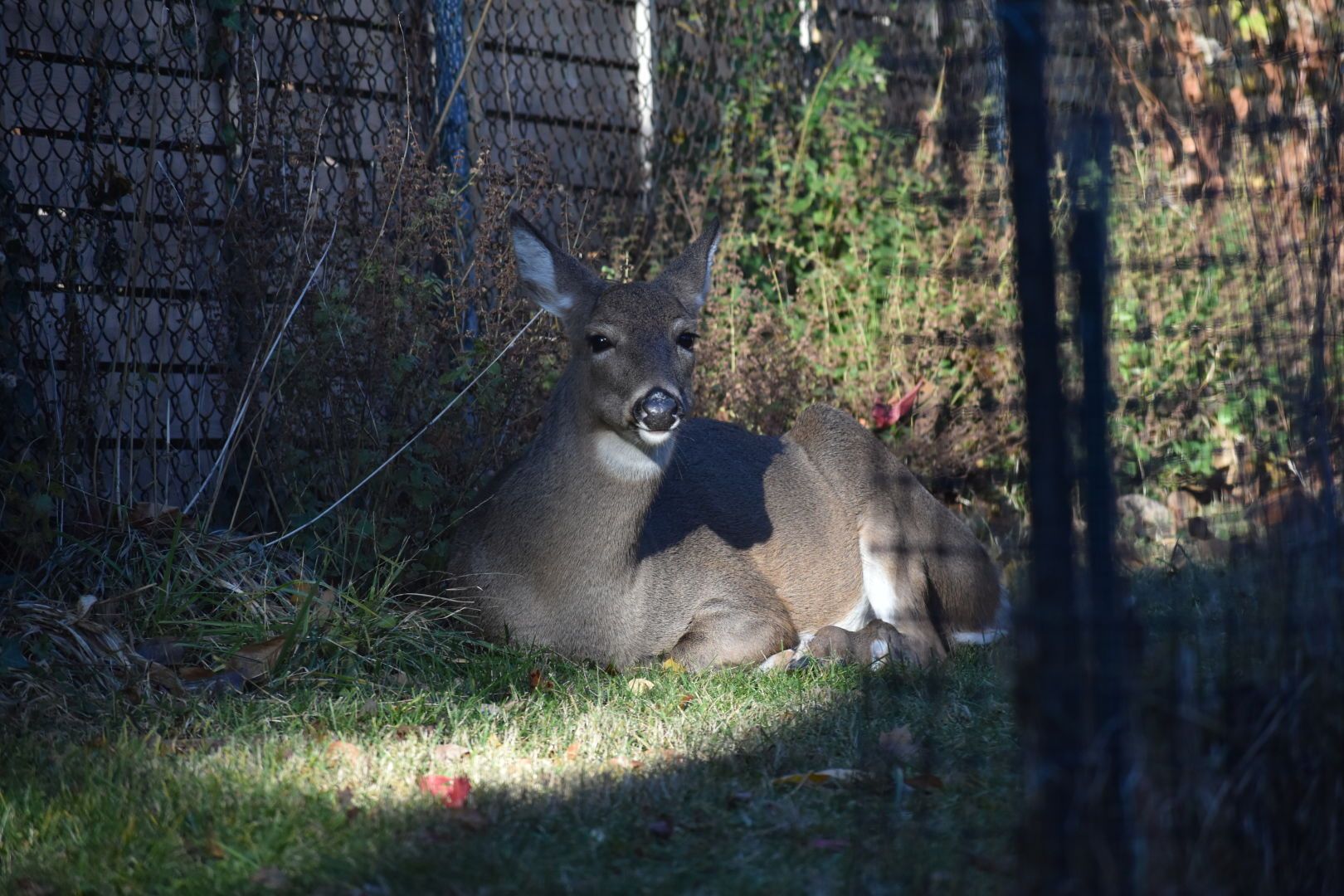 A female deer is lying on the ground facing the camera and resting peacefully in the backyard, with a ray of light on her body.