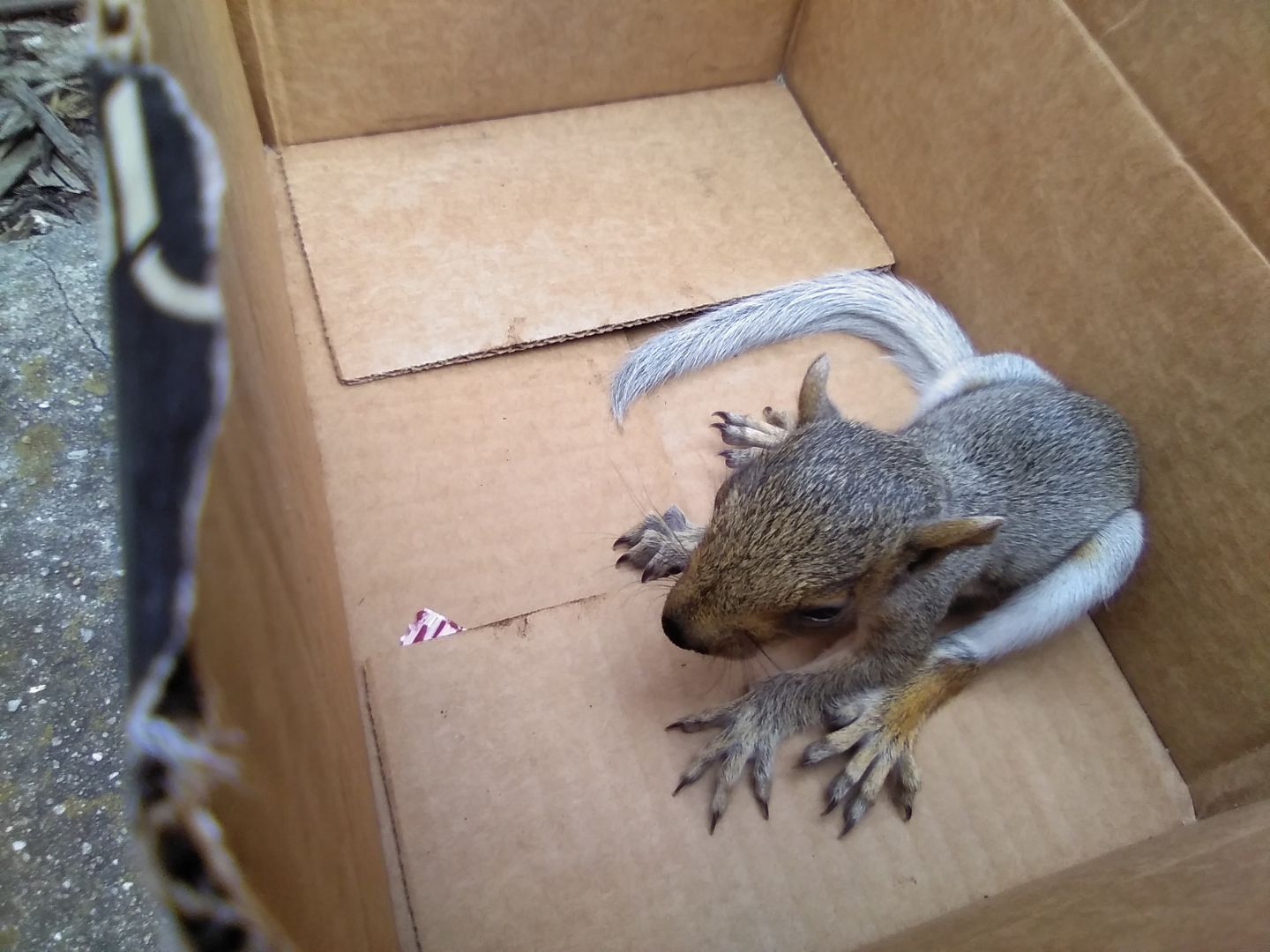 Infant squirrel in a cardboard box.