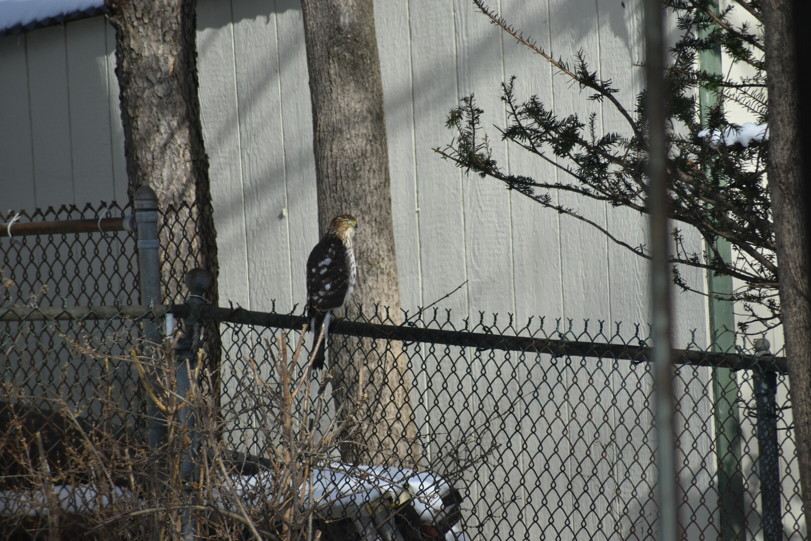 A hawk perched on a cyclone fence after it tried to catch birds at the bird feeder ...