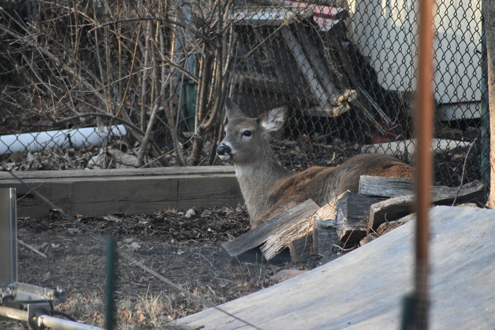 A young deer is laying down on the ground and resting