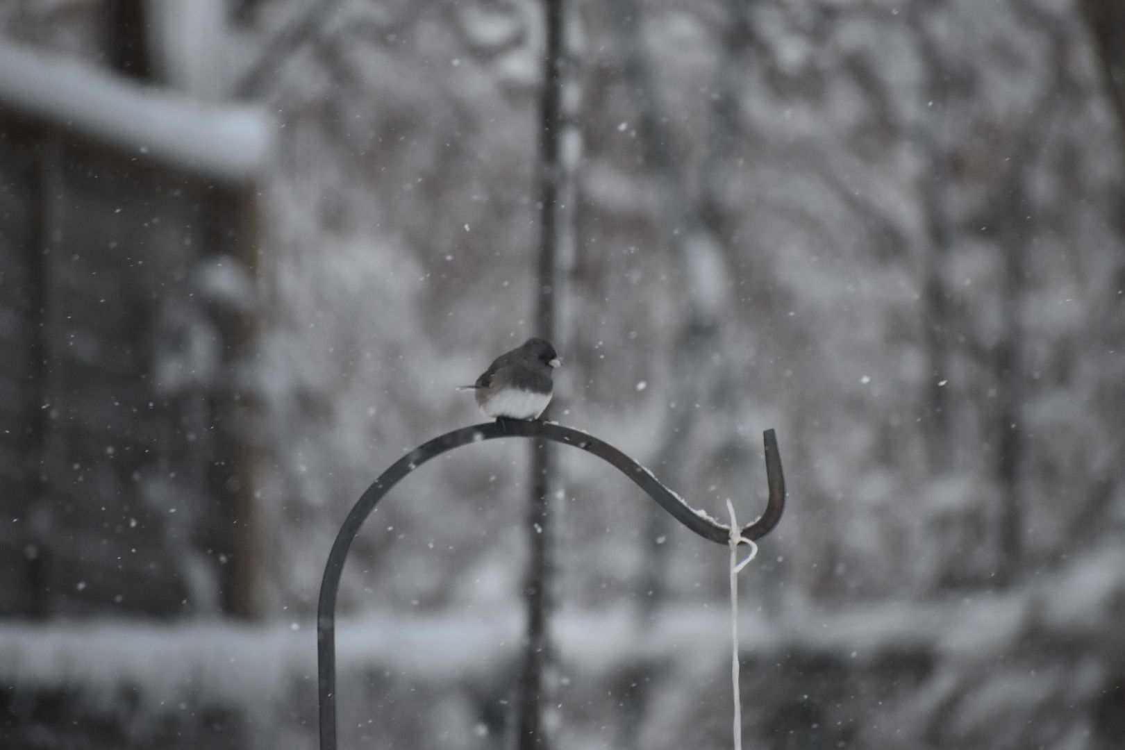 A snowbird in snow fluries