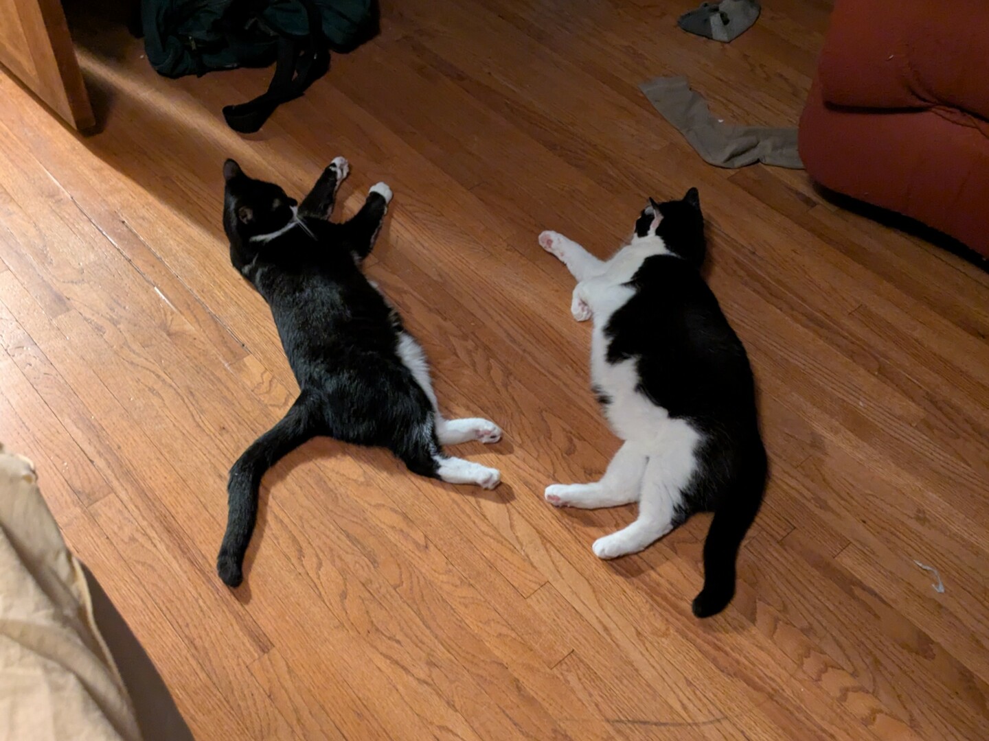 two tuxedo cats lying across from each other on a hardwood floor.