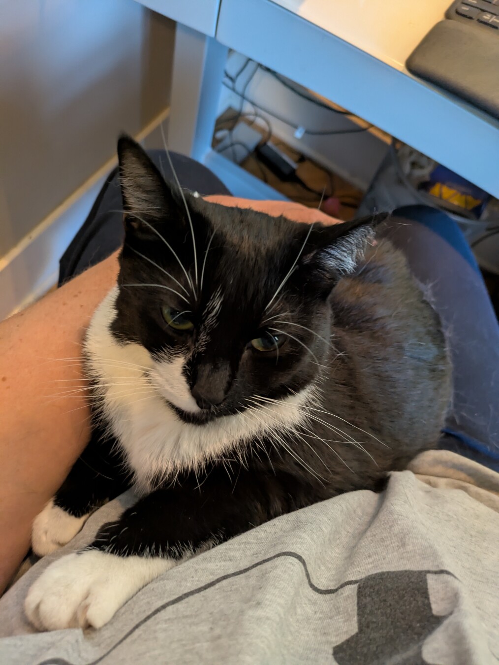 pay from you of a tuxedo cat sitting in my lap with a perspective from the top. the cat looks very relaxed and is making eye contact with me.