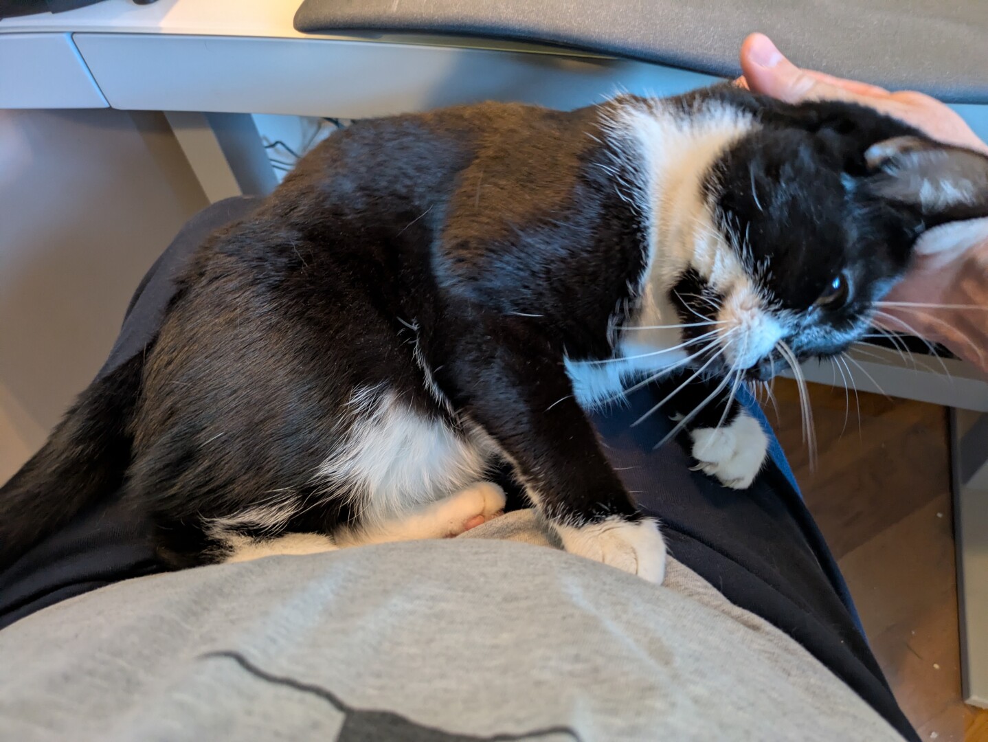beside me of a tuxedo cat cuddling in my lap in front of a desk. the perspective is from the top.