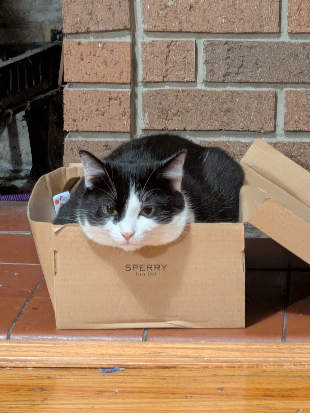 a black and white cat sitting in a shoe box facing the camera. her neck fluff is sticking out over the edge of the box and she looks annoyed