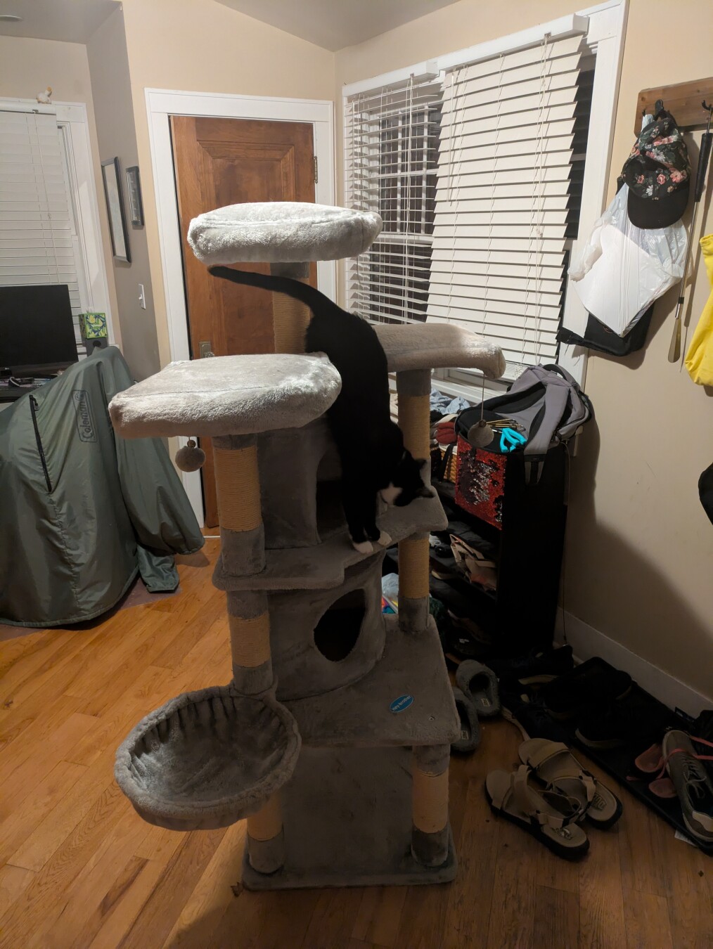 tuxedo cat hanging upside down on a large cat tree in a foyer on hardwood floor.