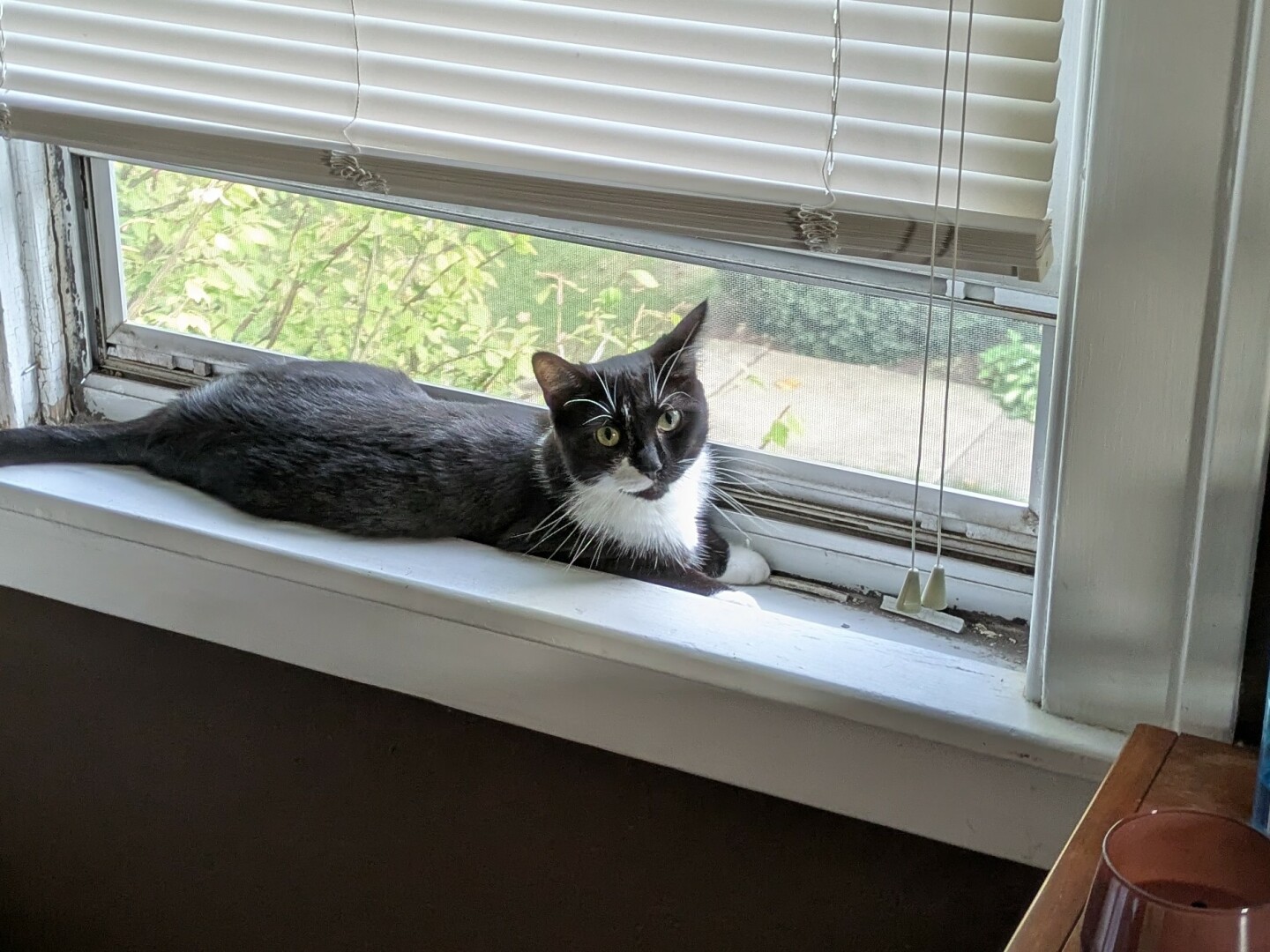 A tuxedo cat lying across a white window sill under a set of blinds.